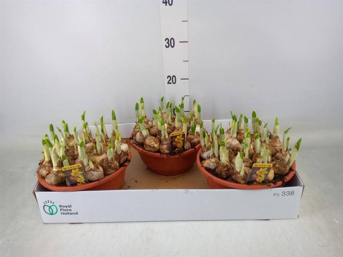 <h4>Narcissus cycl. 'Jetfire'</h4>