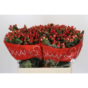 Hypericum True Romance XXL