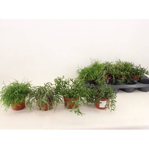 RHIPSALIS GEM