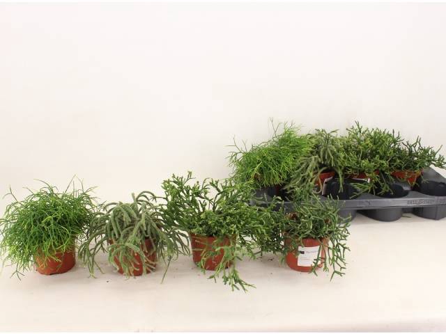<h4>RHIPSALIS GEM</h4>