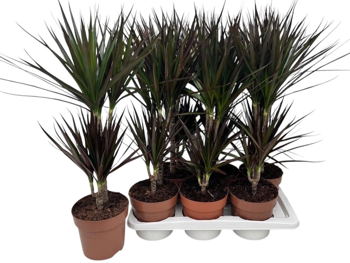 <h4>DRA MARG MAGENTA</h4>