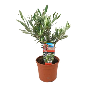 Olea europaea