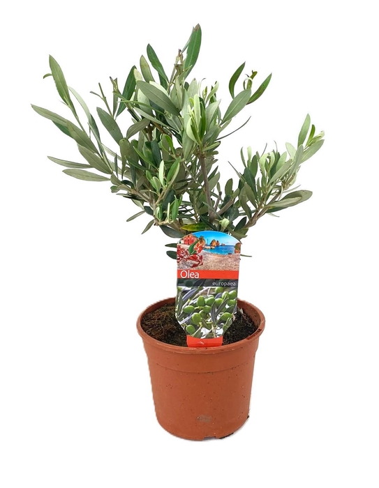 <h4>Olea europaea</h4>