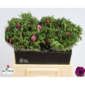 ANEM CO GALIL PURPER chambre