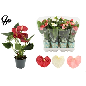 Anthurium 9 cm 3 color mix in Easter smartcup + Plover stabber