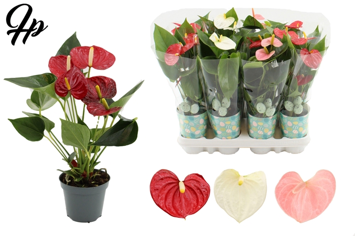 <h4>Anthurium 9 cm 3 color mix in Easter smartcup + Plover stabber</h4>