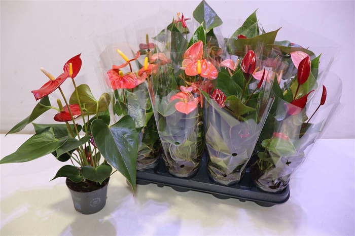 <h4>arr8 Anthu An Gem</h4>