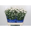 Aster Cassy