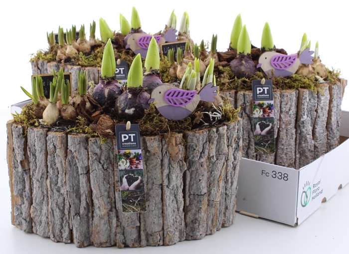 <h4>ARR BOL KNOLGEWAS</h4>