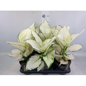 Aglaonema  'White Joy'