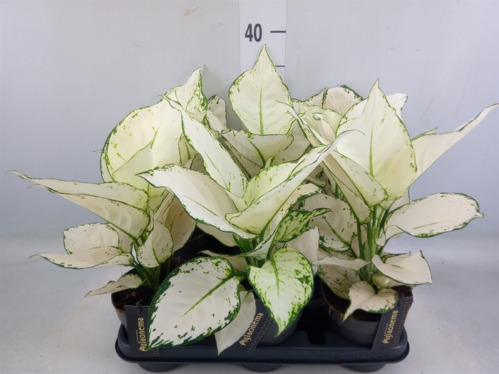 <h4>Aglaonema  'White Joy'</h4>