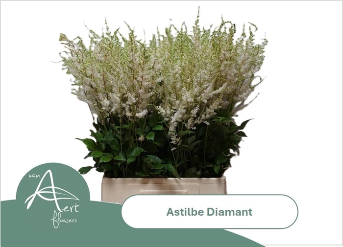 <h4>Astil Ar Diamant</h4>