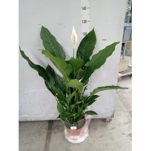 Spathiphyllum  'Sweet Sebastiano'