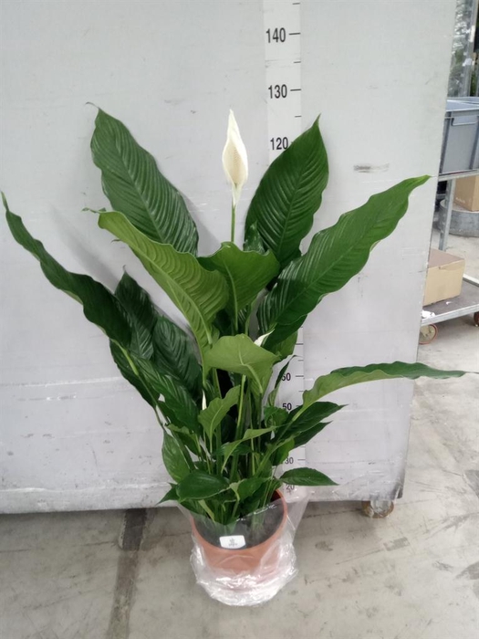 <h4>Spathiphyllum  'Sweet Sebastiano'</h4>