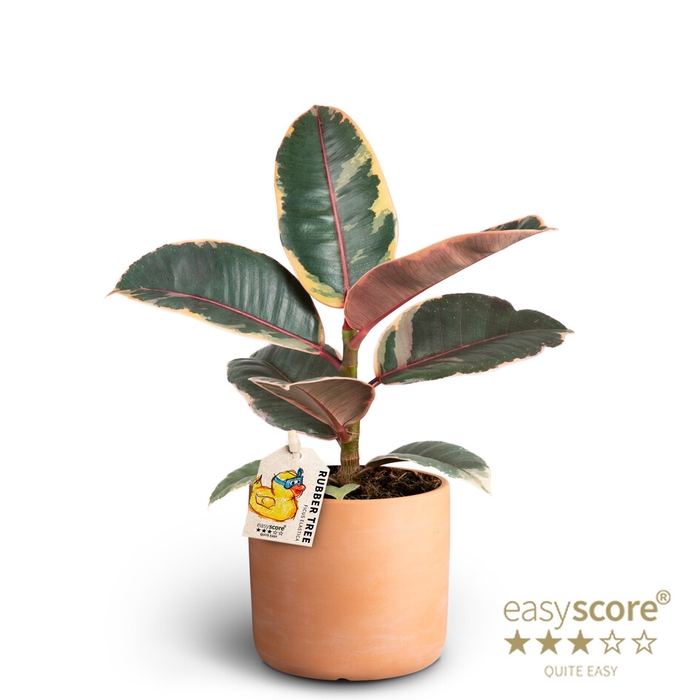 FICUS ELASTICA P10