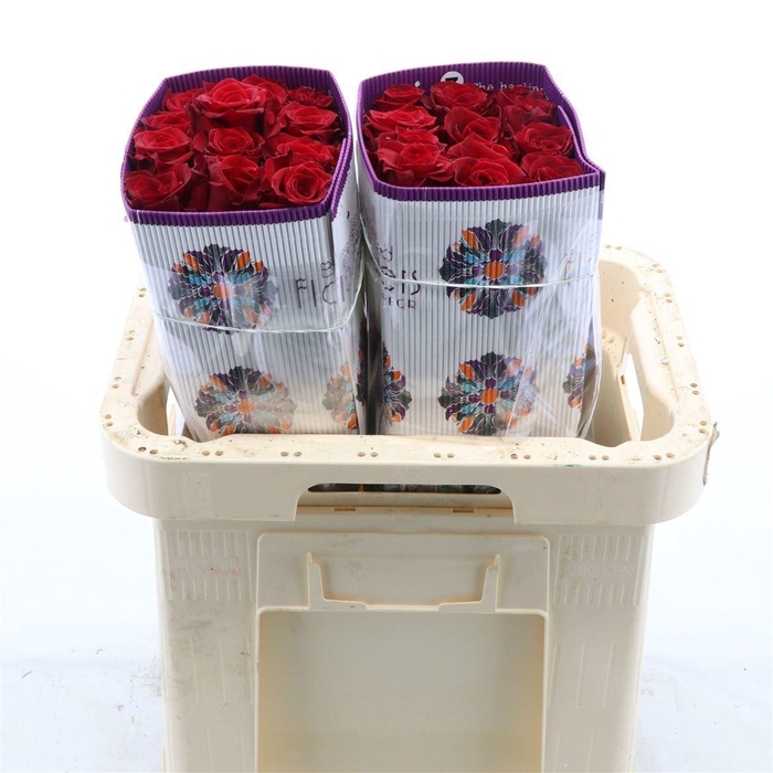 <h4>R GR SCARLET EXPLORE</h4>