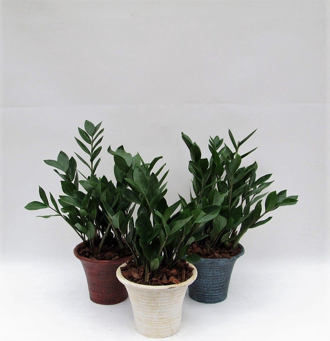 <h4>Zamioculcas in hosta small mix met schors</h4>