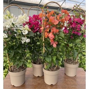 Bougainvillea overig