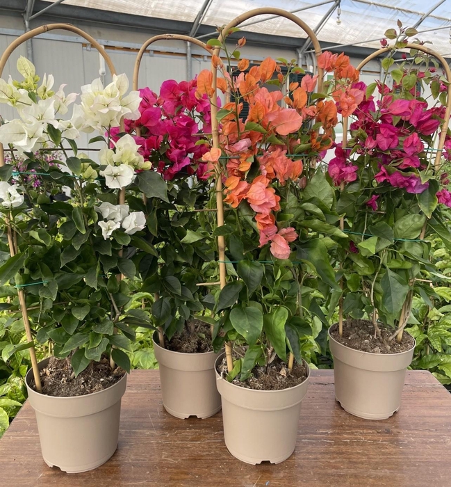 Bougainvillea overig