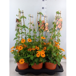 Thunbergia alata 'Orange BlackEye'