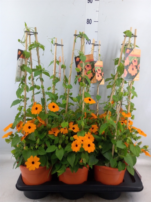 <h4>Thunbergia alata 'Orange BlackEye'</h4>