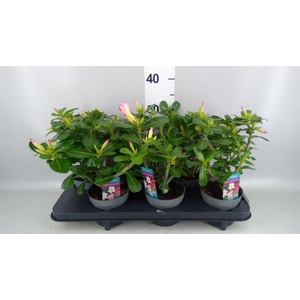 Adenium obesum 'Pinkstar'