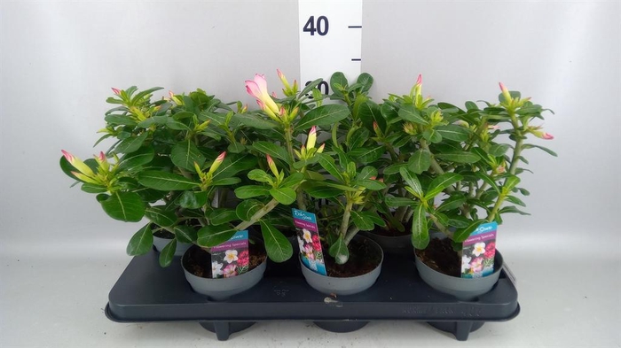 <h4>Adenium obesum 'Pinkstar'</h4>