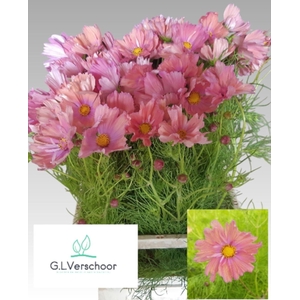 COSMOS BIPINNATUS COSMOS BIPINNATUS