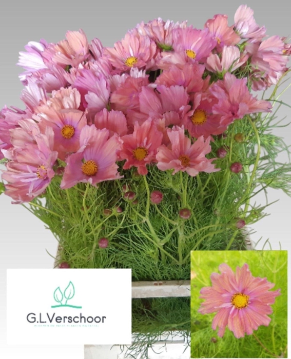 <h4>COSMOS BIPINNATUS COSMOS BIPINNATUS</h4>