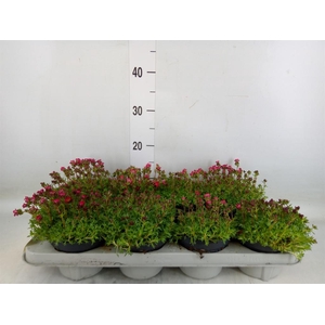 Saxifraga arend. 'Peter Pan'