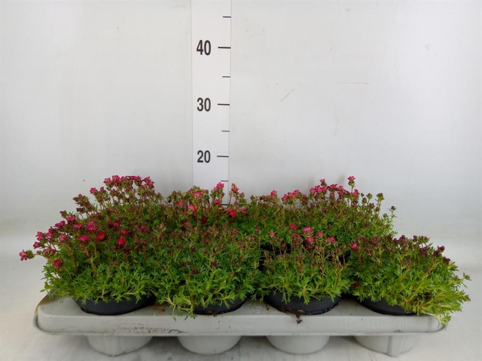 <h4>Saxifraga arend. 'Peter Pan'</h4>