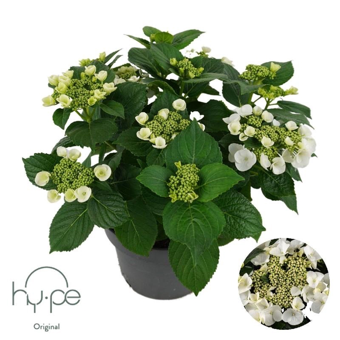 <h4>Hydrangea Macrophylla Lacecap White 7+</h4>