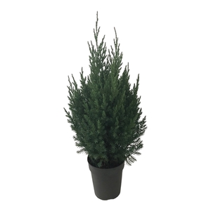 Juniperus chin. Stricta