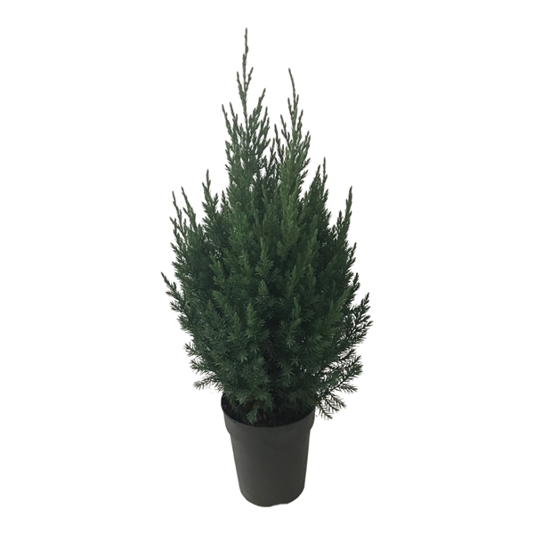 <h4>Juniperus chin. Stricta</h4>