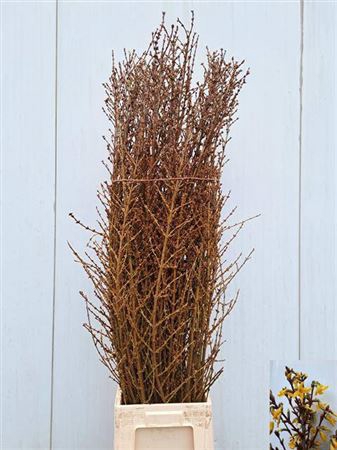 <h4>Forsythia Stems</h4>