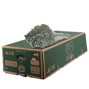 Lederv. Large Vacuum