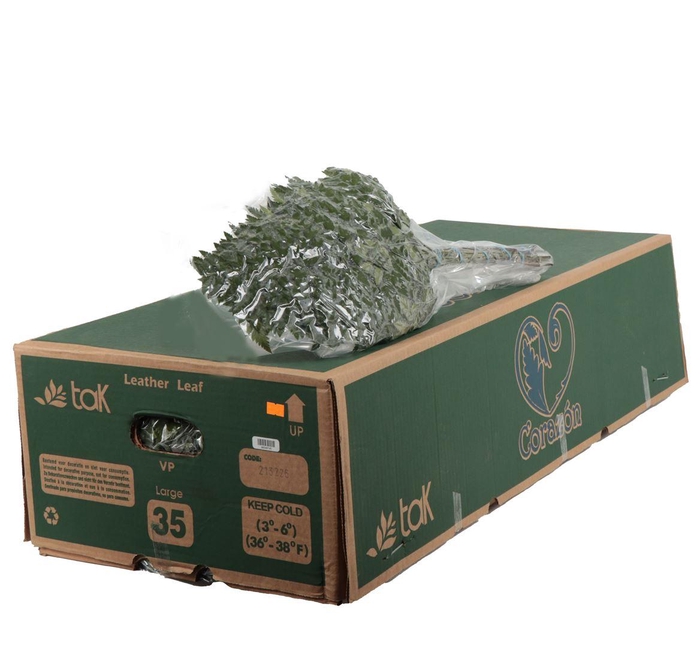 <h4>Lederv. Large Vacuum</h4>