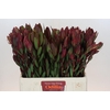 Leucadendron Senorita Spray