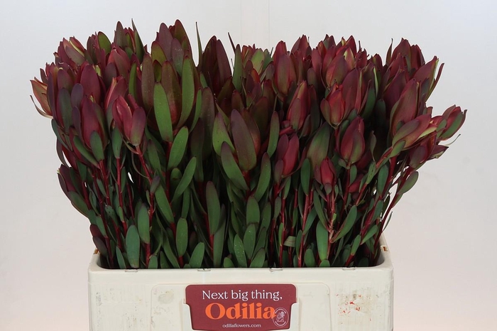 Leucadendron Senorita Spray