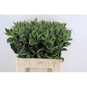 WEIGELIA FL MAG SUNSHINE 060CM