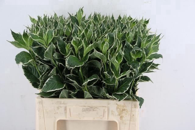 <h4>WEIGELIA FL MAG SUNSHINE 060CM</h4>