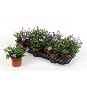BRACHYSCOME BRASCO VIOLET