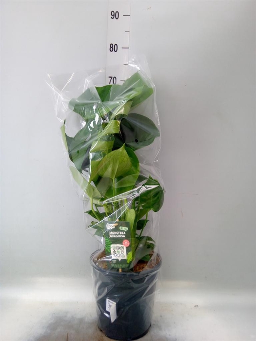 <h4>Monstera delic.</h4>