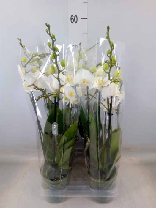 <h4>Phalaenopsis multi.   ...white</h4>