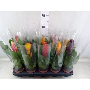 Vriesea   ...mix 6