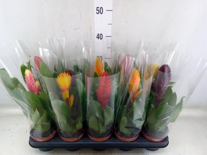 <h4>Vriesea   ...mix 6</h4>