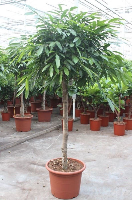 <h4>Ficus Amstel King</h4>