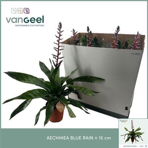 Aechmea 'Blue Rain'