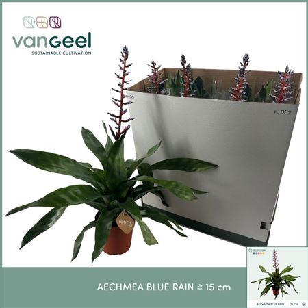 <h4>Aechmea 'Blue Rain'</h4>