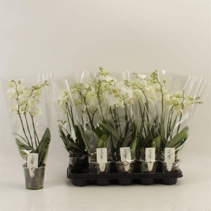 PHAL AN INVERNESS